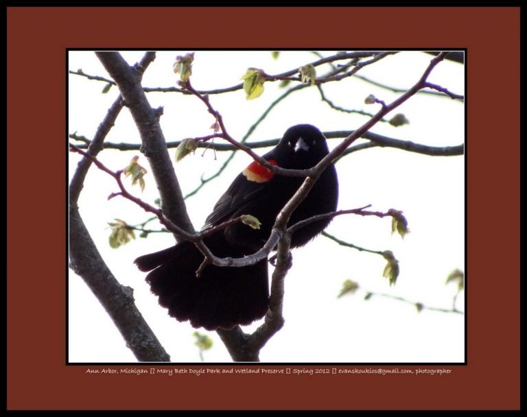 Ann Arbor, Michigan [] Mary Beth Doyle Park and Wetland Preserve [] Spring 2012 [] evanskoukios@gmail.com, photographer