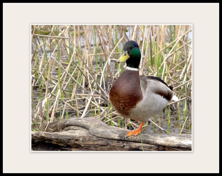 nesting duck today1